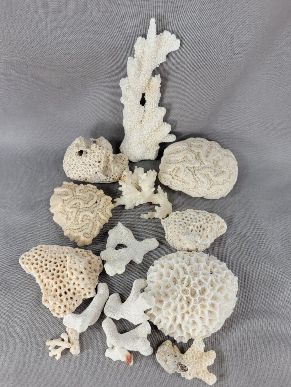 Vtg Natural Sea Coral Mixed Lot Dried Branch Cluster Brain Nautical Decor - Picture 2 of 7